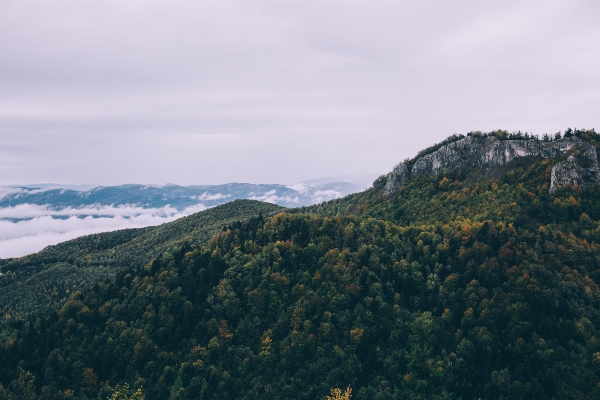 風景 木 自然 森 写真