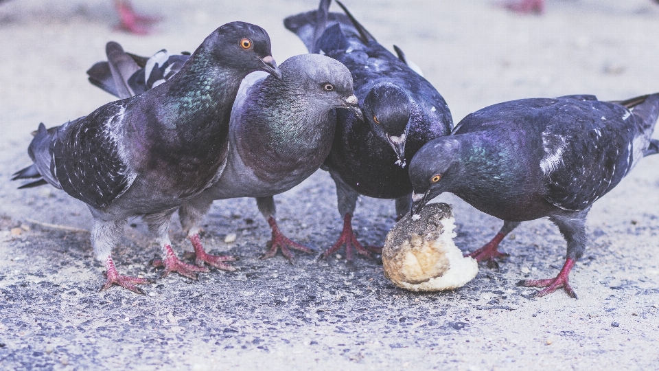 Burung margasatwa paruh roti