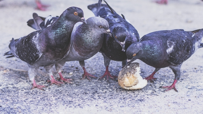 鳥 野生動物 嘴 パン 写真