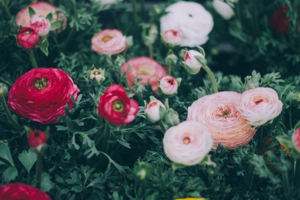 Plant flower petal floral Photo