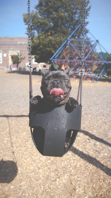 子犬 犬 車両 スイング