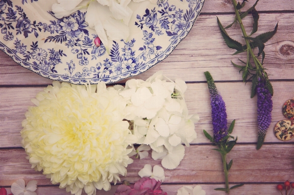 植物 花 紫 花弁 写真