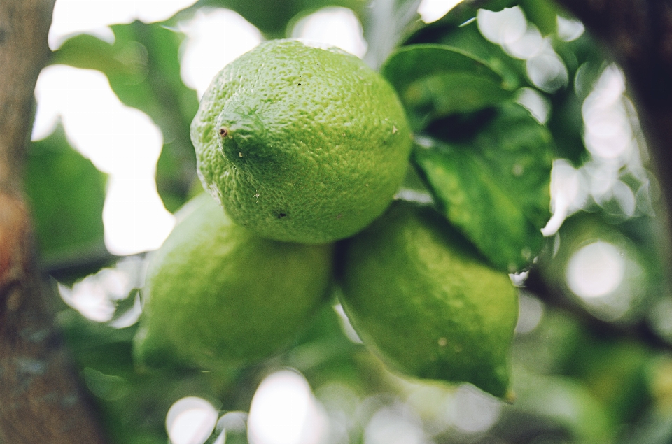 Arbre bifurquer usine fruit