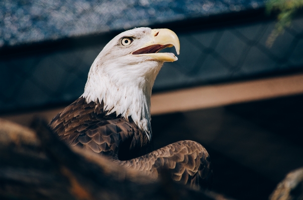 Bird wing animal seabird Photo