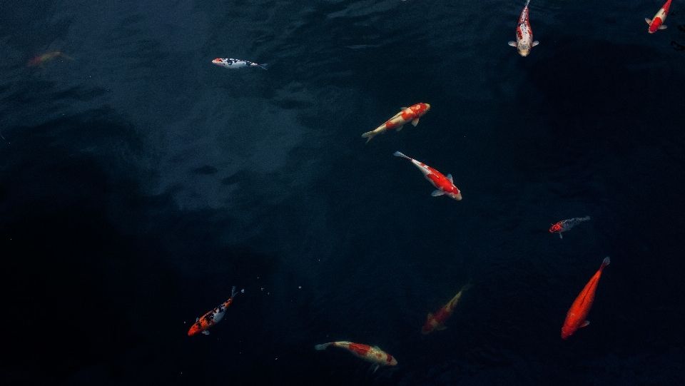 Water pond fish extreme sport