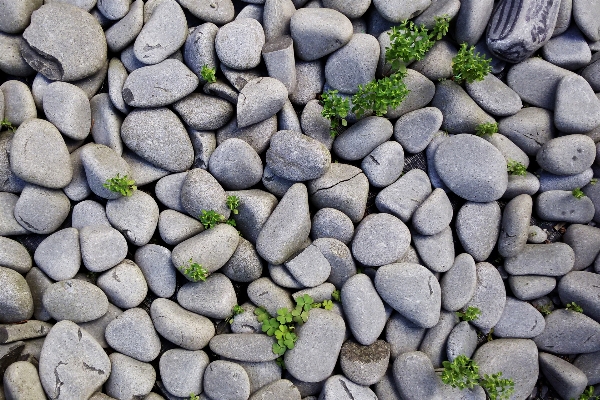 Rock cobblestone wall stone Photo