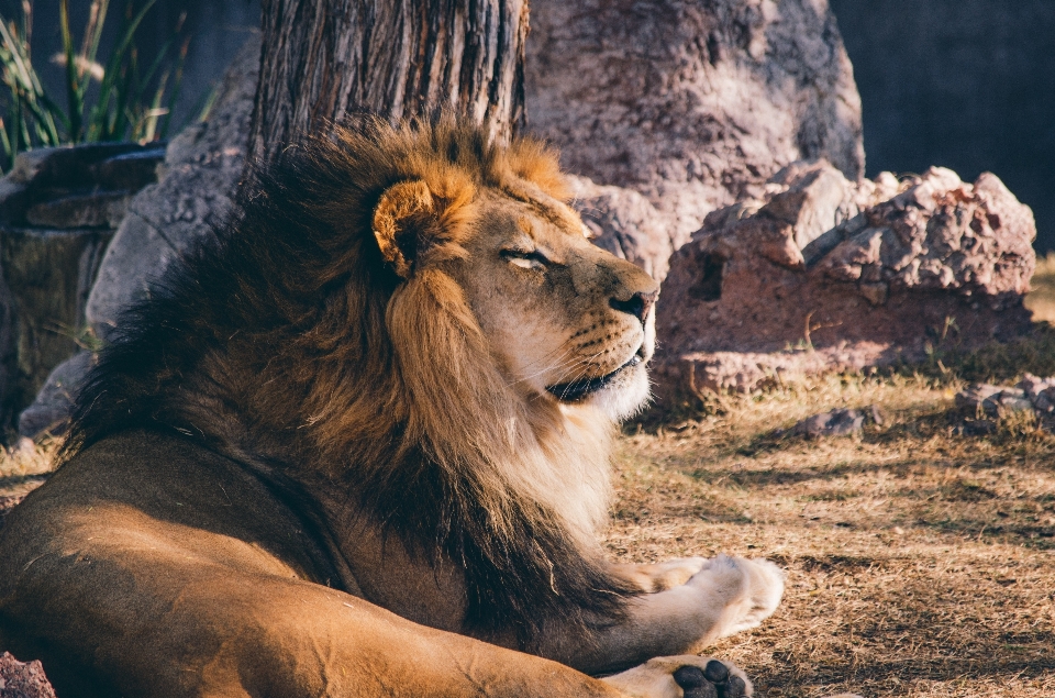 Tier tierwelt zoo säugetier