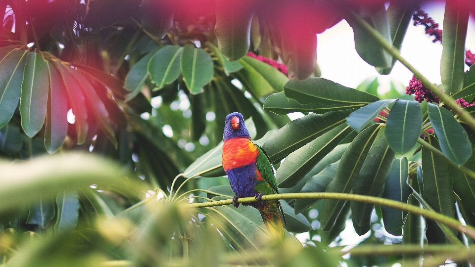 árbol naturaleza rama pájaro