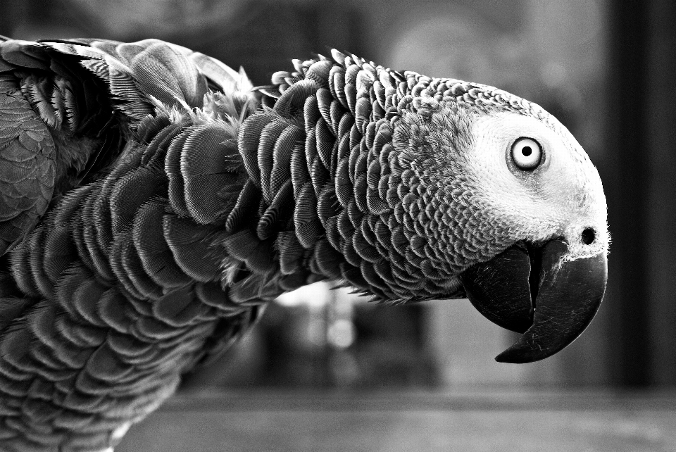 Pájaro ala en blanco y negro
