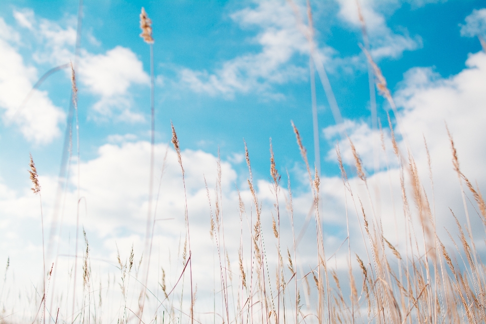 Nature grass branch cloud