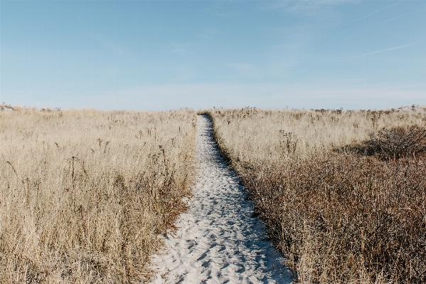 Beach landscape path grass Photo