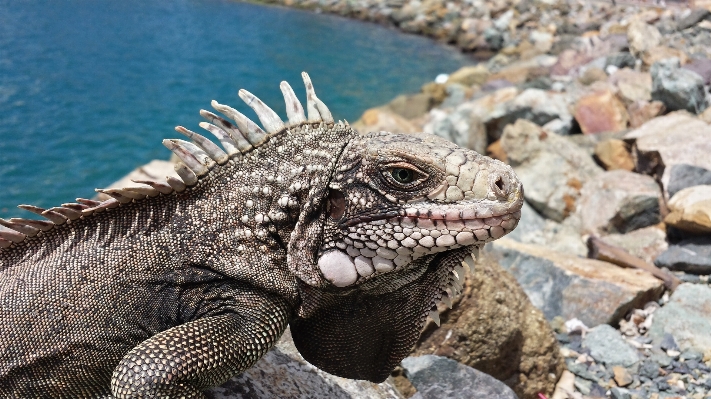 Rock 動物 野生動物 爬虫類 写真