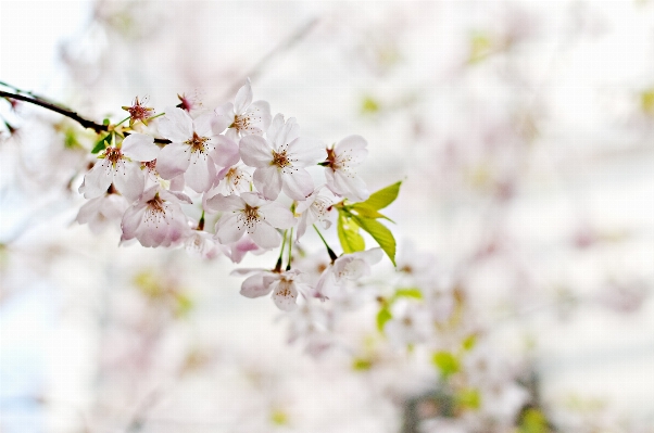 Foto Albero ramo fiore pianta