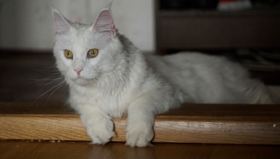 Gato mamífero bigotes
 vertebrado
