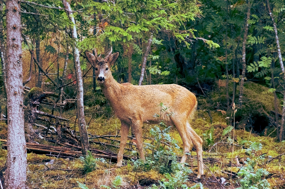 木 動物 野生動物 鹿