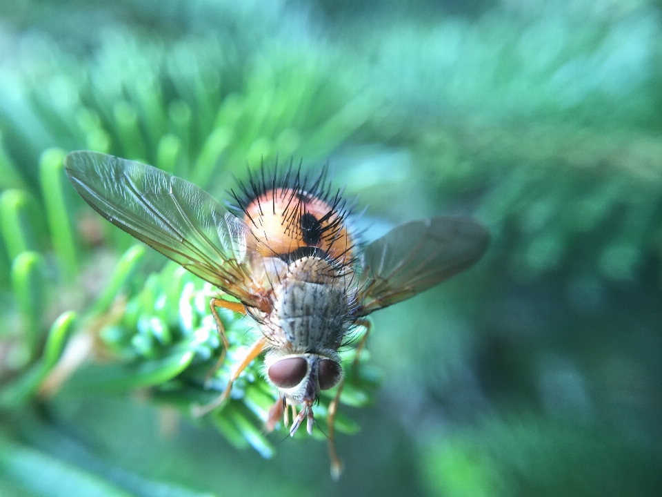 Natura ala pianta fotografia