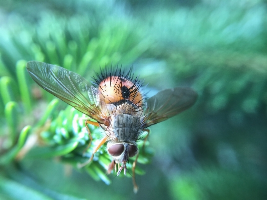 Nature wing plant photography Photo