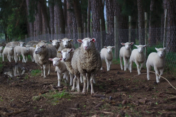 Tree farm animal herd Photo