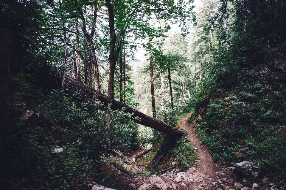 Pohon alam hutan jalur