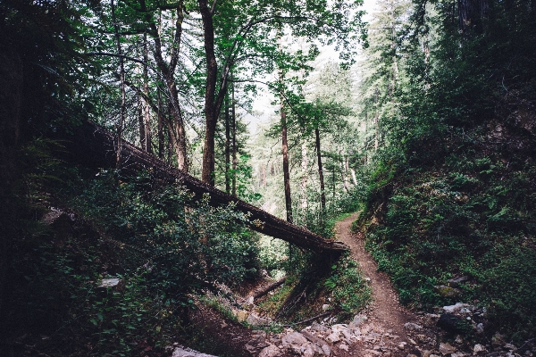 木 自然 森 道 写真