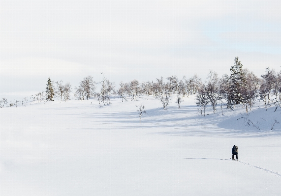 木 雪 冬 天気 写真