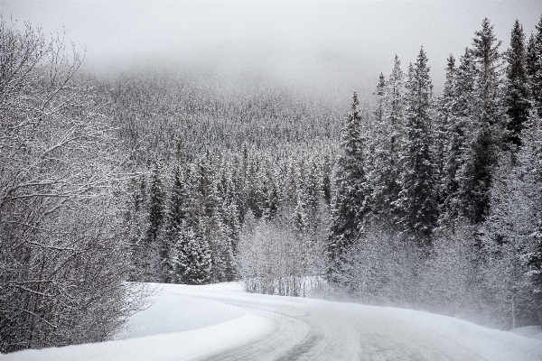 Tree nature forest snow Photo