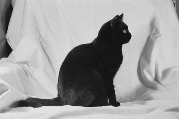 Foto Bianco e nero
 gatto mammifero