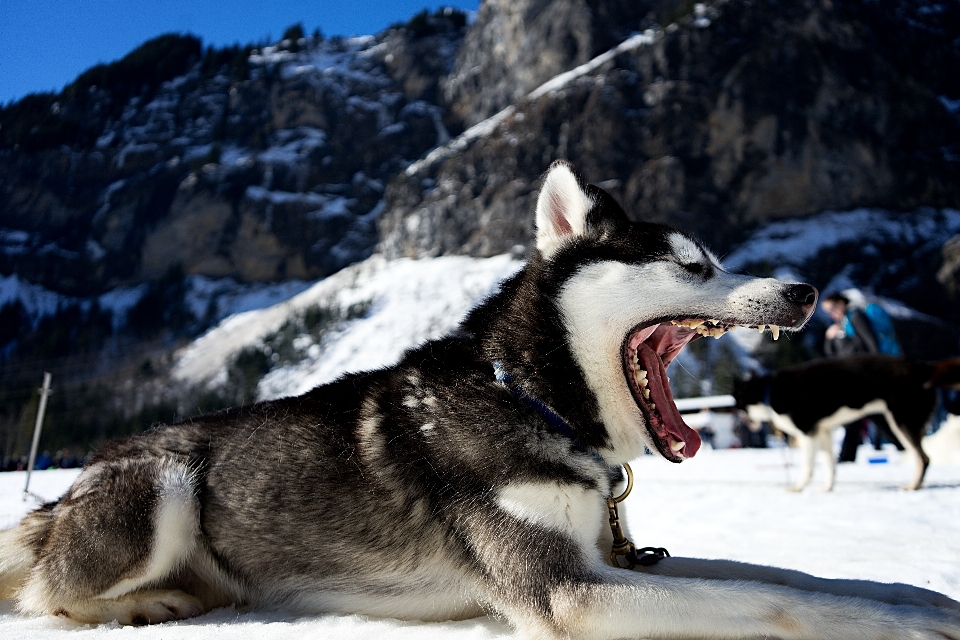 Dağ kar kış köpek