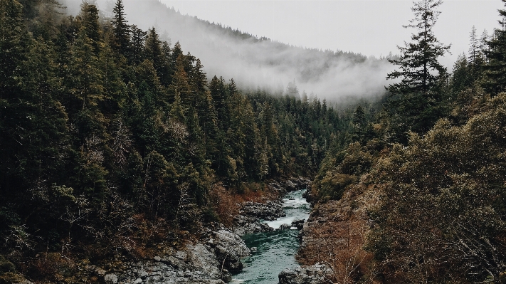 風景 木 自然 森 写真