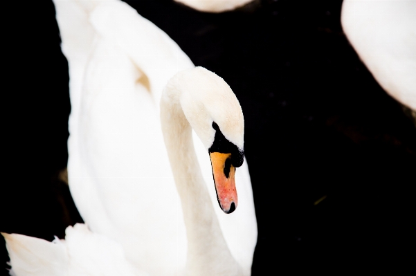 手 水 鳥 羽 写真