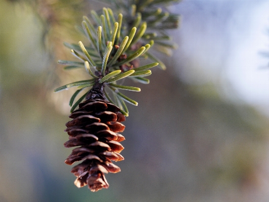 Foto Albero natura ramo fiore