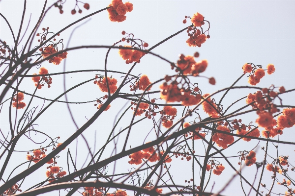 Foto Albero ramo fiore pianta