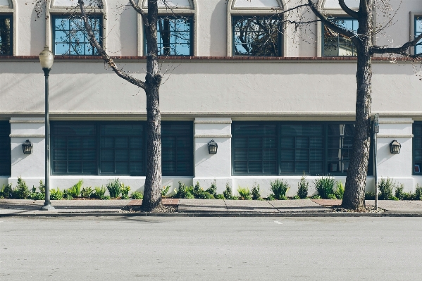 Tree architecture street house Photo