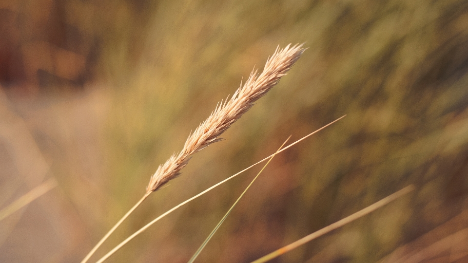 Natureza grama filial plantar