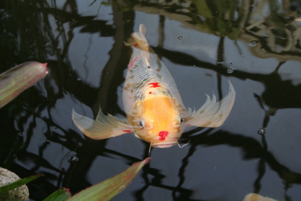 Koi
 fisch fauna goldfisch
