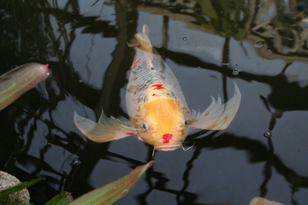 Foto Koi
 ikan fauna mas
