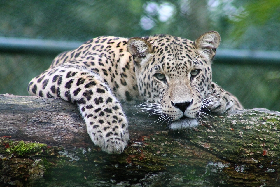 Animal animais selvagens selvagem jardim zoológico