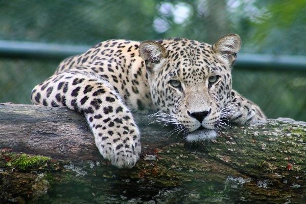 Tier tierwelt wild zoo Foto