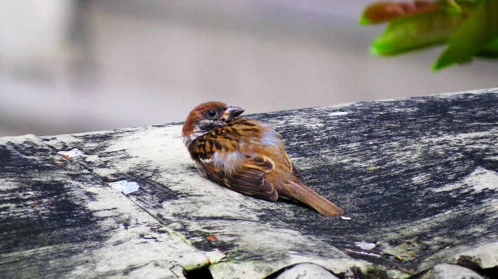 Photo Nature oiseau aile bois