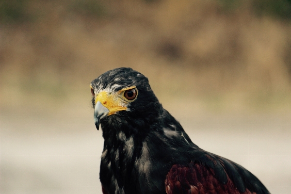 鳥 羽 野生動物 嘴 写真