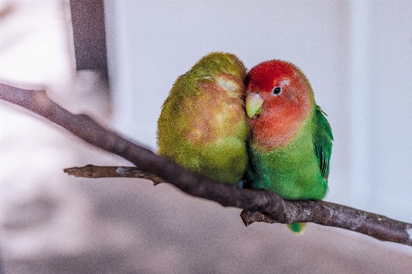 ブランチ 鳥 緑 嘴 写真