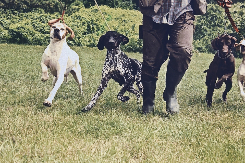 Anjing mamalia pemburu
 bertulang belakang
