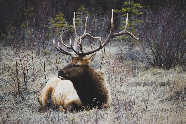 Foto Natura foresta animale animali selvatici