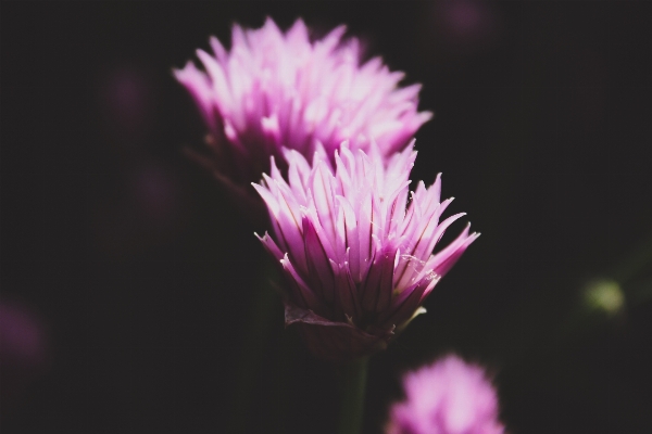 Nature blossom plant photography Photo