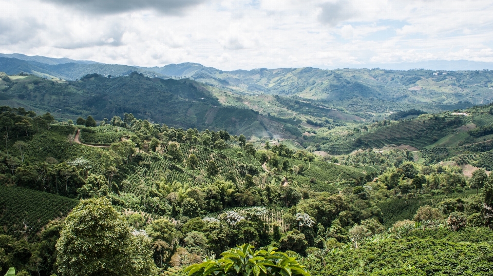 Paisaje árbol naturaleza bosque