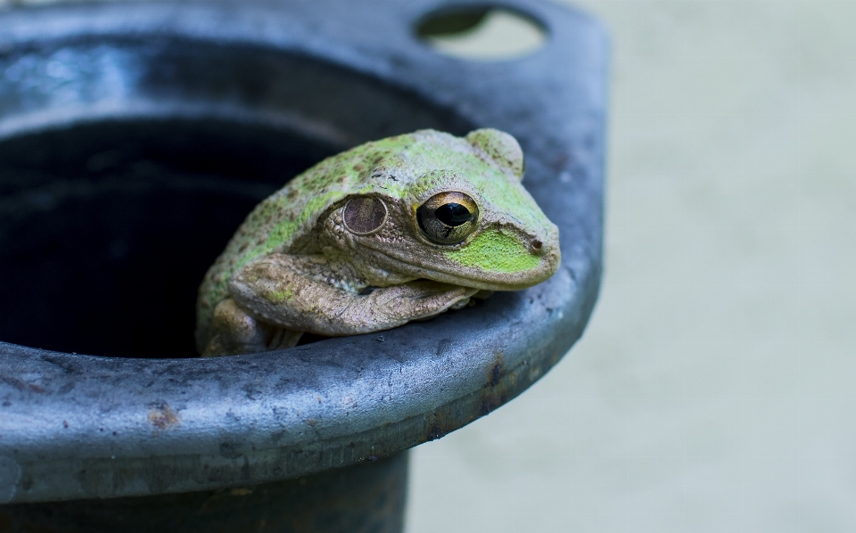 Margasatwa hijau katak reptil