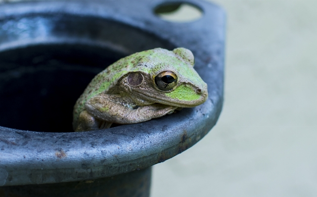 野生動物 緑 蛙 爬虫類 写真