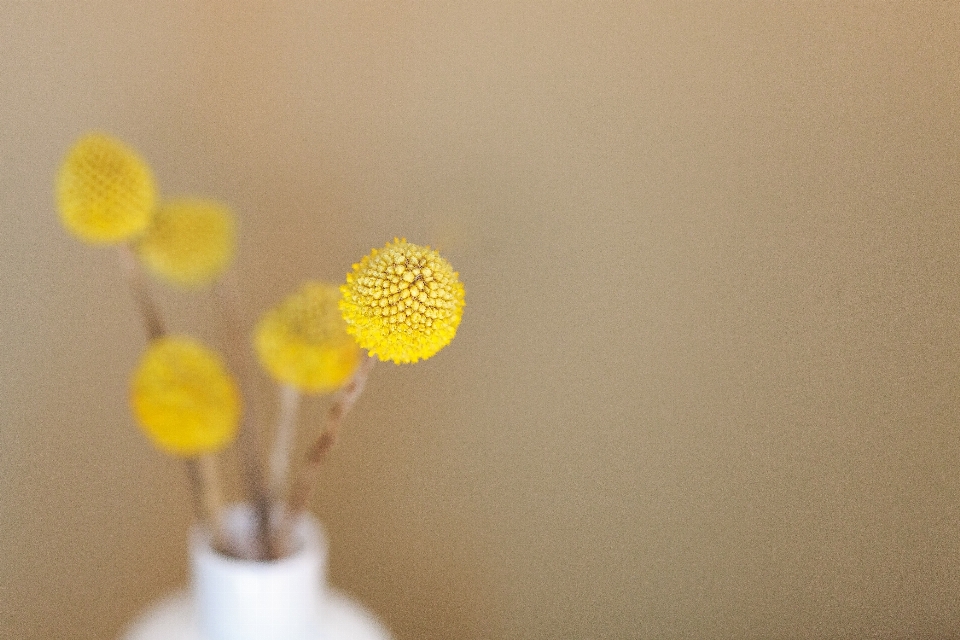 植物 白色的 花 花瓣