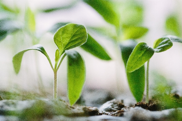 Nature grass plant leaf Photo