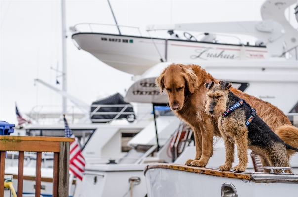 Foto Barca cane animale domestico